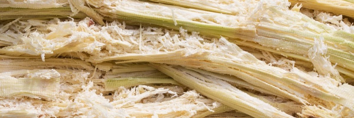 Benefits of Using Bagasse Tableware