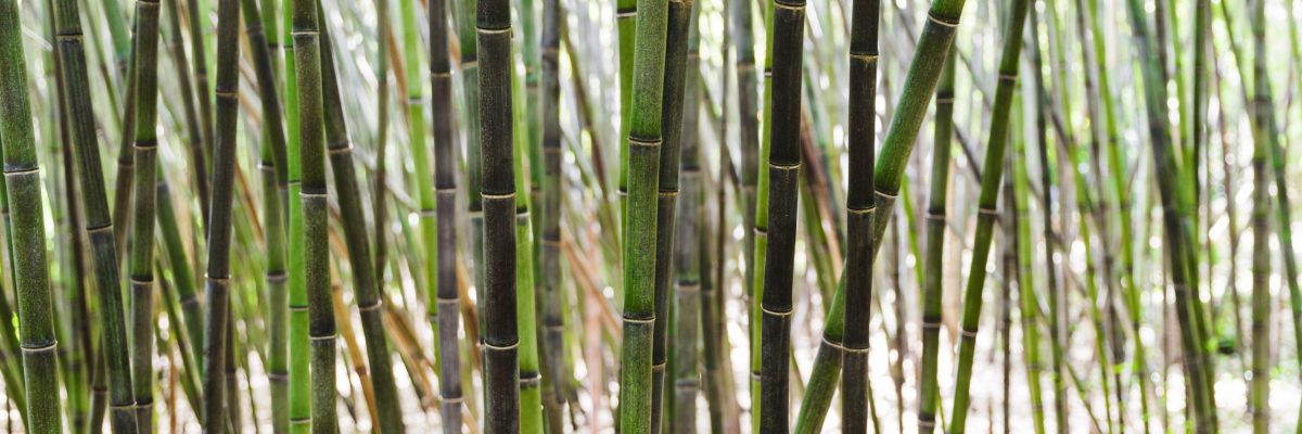 sugarcane plate manufacturer